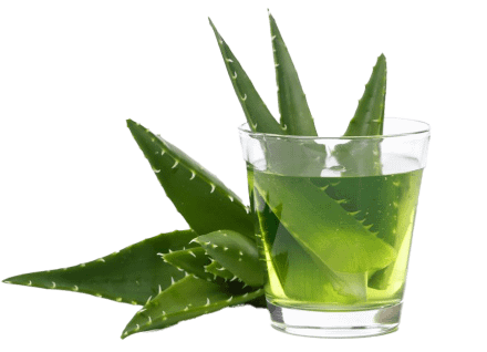 aloe foto